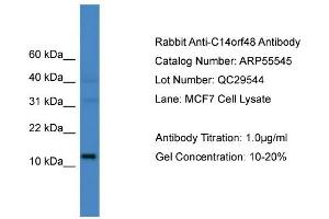 WB Suggested Anti-C14orf48  Antibody Titration: 0. (LINC00521 antibody  (N-Term))