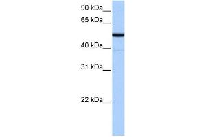 BTNL8 antibody used at 0. (BTNL8 antibody  (N-Term))