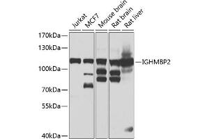 Western blot analysis of extracts of various cell lines, using IGHMBP2 antibody (ABIN6129602, ABIN6142269, ABIN6142270 and ABIN6223077) at 1:1000 dilution. (IGHMBP2 antibody)