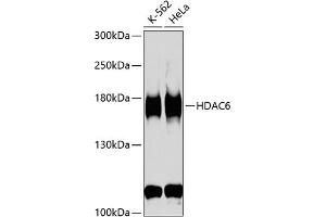 Western Blotting (WB) image for anti-Histone Deacetylase 6 (HDAC6) (AA 1-200) antibody (ABIN3022457)