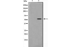 Western blot analysis on HepG2 cell lysate using PKNOX2 Antibody,The lane on the left is treated with the antigen-specific peptide. (PKNOX2 antibody  (C-Term))