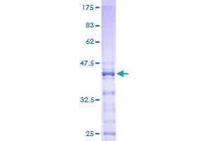 RPS25 Protein (AA 1-125) (GST tag)