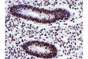 Image no. 4 for anti-Glutathione S-Transferase theta 2 (GSTT2) antibody (ABIN1498553) (GSTT2 antibody)