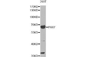 Western blot analysis of extracts of 293T cells, using PAX7 antibody. (PAX7 antibody)