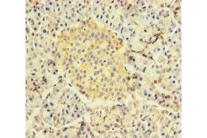 Immunohistochemistry of paraffin-embedded human pancreatic tissue using ABIN7167534 at dilution of 1:100 (RBPJ antibody  (AA 243-485))