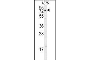 XRCC1 Antibody (Center) (ABIN651735 and ABIN2840381) western blot analysis in  cell line lysates (15 μg/lane). (XRCC1 antibody  (AA 407-435))