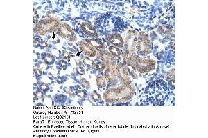 Human kidney (FAM164A antibody  (C-Term))