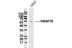 U937 lysates probed with SWAP70 Polyclonal Antibody, Unconjugated  at 1:300 dilution and 4˚C overnight incubation. (SWAP70 antibody  (AA 131-230))