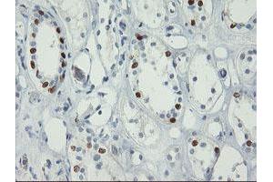 Image no. 1 for anti-Forkhead Box I1 (FOXI1) (AA 111-350) antibody (ABIN1490839) (FOXI1 antibody  (AA 111-350))