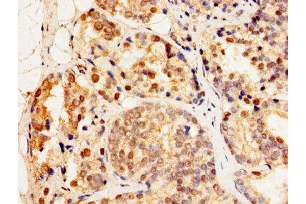 HSF2 antibody  (AA 79-173)