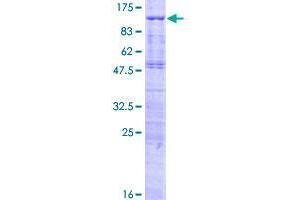 Image no. 1 for Transcription Factor 25 (Basic Helix-Loop-Helix) (TCF25) (AA 1-676) protein (GST tag) (ABIN1322366) (TCF25 Protein (AA 1-676) (GST tag))