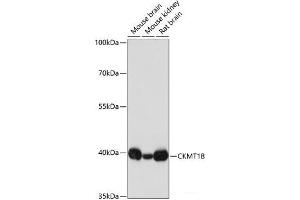 Western blot analysis of extracts of various cell lines using CKMT1B Polyclonal Antibody at dilution of 1:3000. (CKMT1B antibody)