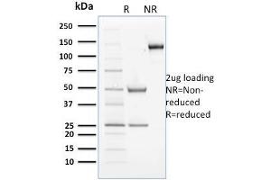 SDS-PAGE Analysis Purified Cyclin B2 Mouse Monoclonal Antibody (X29. (Cyclin B2 antibody)