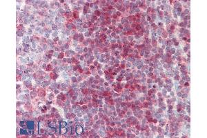 ABIN1590092 (5µg/ml) staining of paraffin embedded Human Tonsil. (PNP antibody  (AA 142-153))