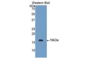 Western Blotting (WB) image for anti-Neurotrophin 3 (NTF3) (AA 130-255) antibody (ABIN3209312) (Neurotrophin 3 antibody  (AA 130-255))