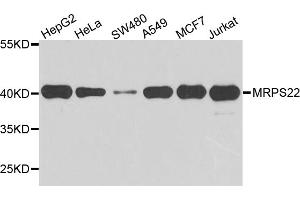 Western blot analysis of extracts of various cell lines, using MRPS22 antibody. (MRPS22 antibody)