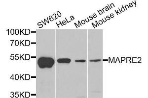 Western blot analysis of extracts of various cells, using MAPRE2 antibody. (MAPRE2 antibody)