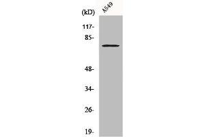 Western Blotting (WB) image for anti-Prostaglandin-Endoperoxide Synthase 2 (Prostaglandin G/H Synthase and Cyclooxygenase) (PTGS2) (C-Term) antibody (ABIN7184762)