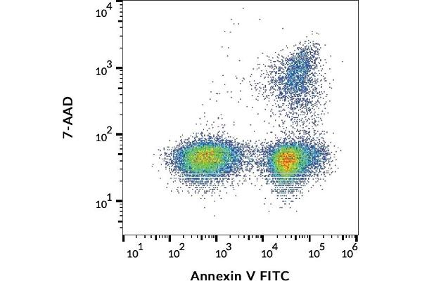 Annexin V Protein (FITC)
