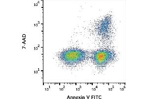 Flow cytometry staining of apoptotic JURKAT cells with annexin V FITC and 7-AAD. (Annexin V Protein (FITC))