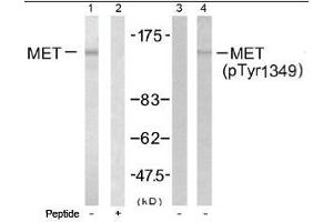 Image no. 1 for anti-Met Proto-Oncogene (MET) (Tyr1349) antibody (ABIN197479) (c-MET antibody  (Tyr1349))