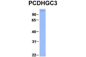 Host:  Rabbit  Target Name:  PCDHGC3  Sample Type:  293T  Antibody Dilution:  1. (Protocadherin gamma Subfamily C, 3 (PCDHGC3) (C-Term) antibody)