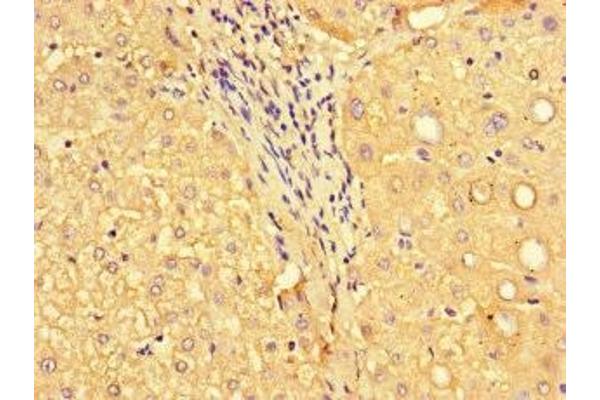 MYH3 antibody  (AA 1-217)