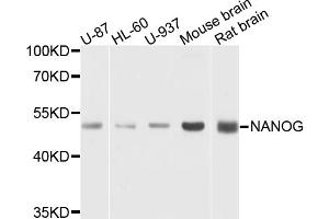 Western blot analysis of extracts of various cell lines, using NANOG antibody (ABIN5971662) at 1/1000 dilution. (Nanog antibody)