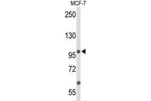 Western blot analysis of ANO7 Antibody (N-term) in MCF-7 cell line lysates (35µg/lane). (Anoctamin 7 antibody  (N-Term))