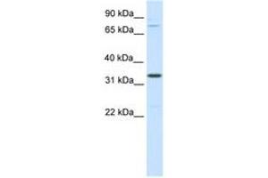 Image no. 1 for anti-Double Homeobox B-Like 1 (DUXBL1) (AA 241-290) antibody (ABIN6736077) (DUXBL1 antibody  (AA 241-290))