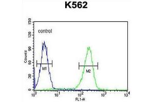 CXCR3 Antibody (Center) flow cytometric analysis of K562 cells (right histogram) compared to a negative control cell (left histogram). (CXCR3 antibody  (Middle Region))