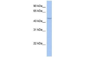 CYP27C1 antibody used at 1 ug/ml to detect target protein. (CYP27C1 antibody  (Middle Region))