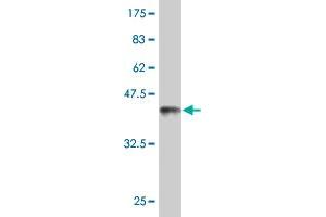 Western Blot detection against Immunogen (37. (MAGED2 antibody  (AA 16-125))