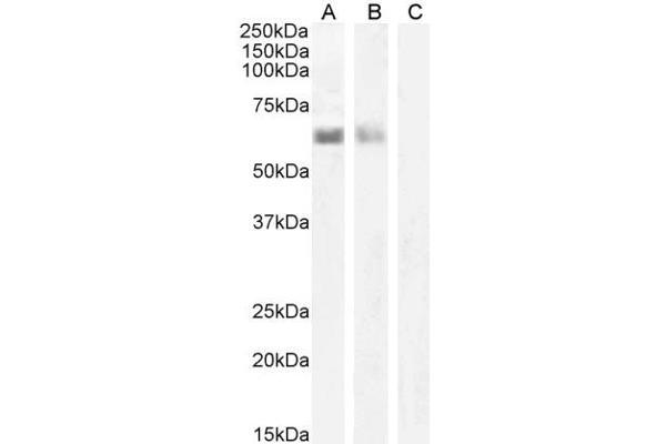 AIRE antibody  (C-Term)