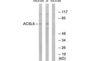 Western blot analysis of extracts from COLO/Jurkat cells, using ACSL6 Antibody. (ACSL6 antibody  (AA 499-548))