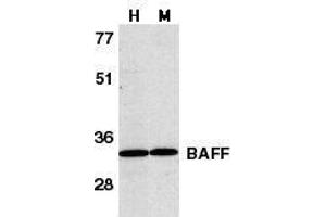 Western blot analysis of BAFF in human HL60 cell lysate (H) and murine spleen tissue lysate (M) with BAFF antibody at 1μg/ml. (BAFF antibody  (C-Term))