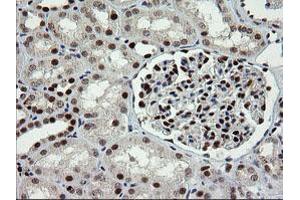 Image no. 1 for anti-tRNA Methyltransferase 2 Homolog A (TRMT2A) antibody (ABIN1501516) (TRMT2A antibody)