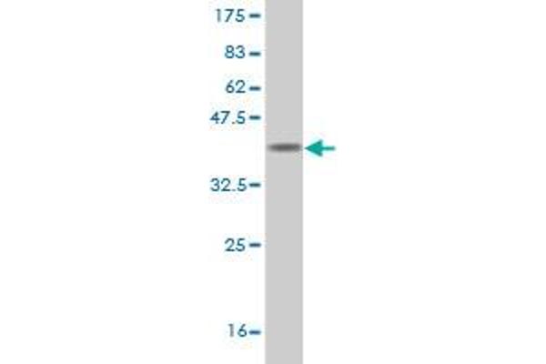 INPP5A antibody  (AA 288-387)