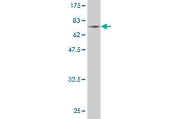 JNK antibody  (AA 1-384)