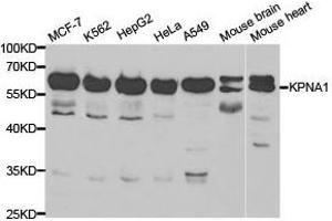 Western Blotting (WB) image for anti-Karyopherin alpha 1 (Importin alpha 5) (KPNA1) antibody (ABIN1873455) (KPNA1 antibody)
