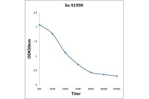 IGSF9 antibody