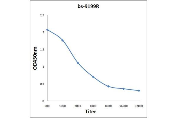 IGSF9 antibody