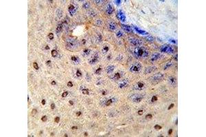 IHC analysis of FFPE human skin stained with PAX3 antibody (Paired Box 3 antibody  (AA 98-126))