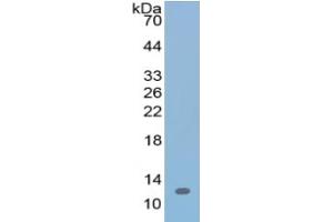Western Blotting (WB) image for Urocortin 2 (UCN2) ELISA Kit (ABIN6574307)