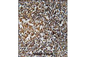 PYHIN1 Antibody immunohistochemistry analysis in formalin fixed and paraffin embedded human lymph tissue followed by peroxidase conjugation of the secondary antibody and DAB staining. (PYHIN1 antibody  (N-Term))