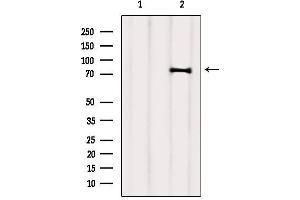 Western blot analysis of extracts from 3t3, using SEC63 Antibody.