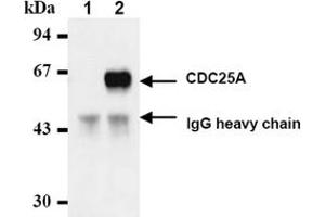 Western Blotting (WB) image for anti-Cell Division Cycle 25 Homolog A (S. Pombe) (CDC25A) antibody (ABIN487482) (CDC25A antibody)