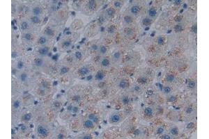 Immunohistochemistry (IHC) image for anti-Heme Oxygenase (Decycling) 1 (HMOX1) (AA 61-172) antibody (ABIN7432118)