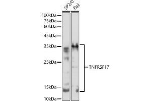 Western blot analysis of extracts of various cell lines, using TNFRSF17 antibody (ABIN7271066) at 1:500 dilution. (BCMA antibody  (AA 1-100))