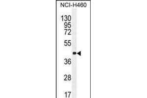 CCNC Antibody (N-term) (ABIN655158 and ABIN2844776) western blot analysis in NCI- cell line lysates (35 μg/lane). (Cyclin C antibody  (N-Term))